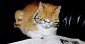Cat studying IELTS writing Task 1 Task 2 model answers charts tables Speaking