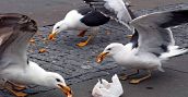 Seagull IELTS writing Task 1 Task 2 model answers charts tables Speaking