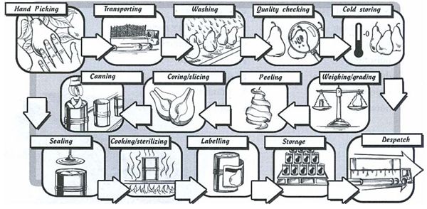 Fruit canning Grammar for IELTS writing Task 1 process 